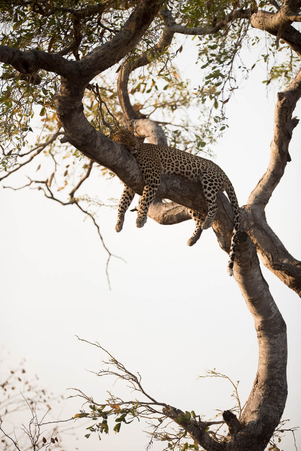 Jhalana & Amagarh Leopard Safari