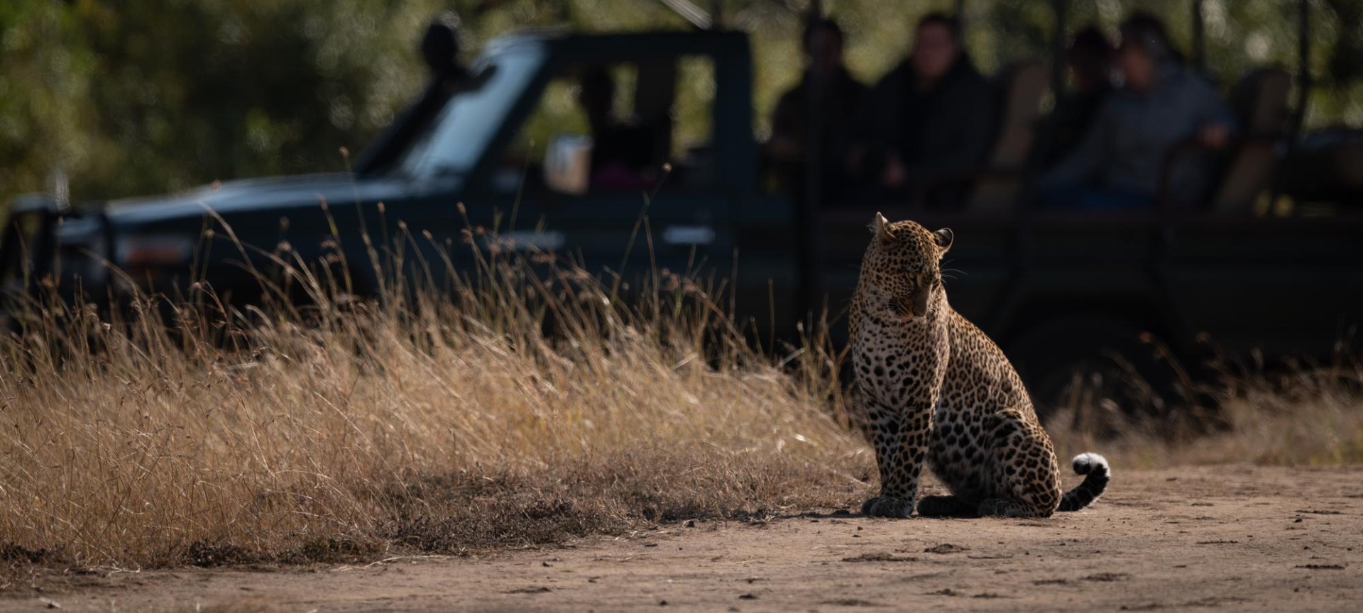 Jhalana-Amagarh Leopard Safari